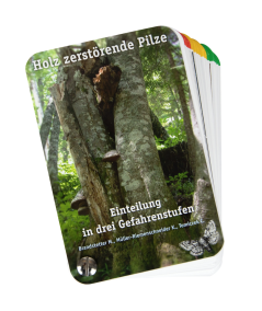 Pilzfächer - Holz zerstörende Pilze