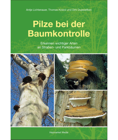 Pilze bei der Baumkontrolle